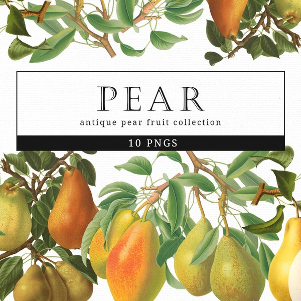 Pear Vintage Fruit Botanical Clip Art, Clipart, Fussy Cut, Cricut, Junk Journal, Ephemera, Planner, Free Commercial Use Clipart