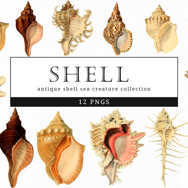 Shell Vintage Sea Animal illustration Clip Art, Clipart, Fussy Cut, Ephemera, collages, Invitations, Decoupage, Wall Art Print