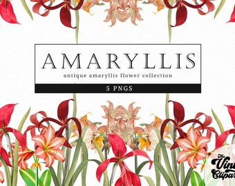 Amarilis - Etsy México