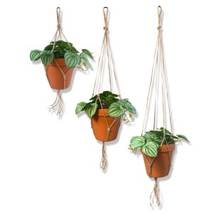 Op de afbeelding: Drie hangende terracotta potten met groen-wit gestreepte planten. Elke pot wordt opgehangen door een macramé hanger van natuurlijke vezels, met een lus aan de bovenkant en decoratieve franjes aan de onderkant. De planten hebben hartvormige bladeren.