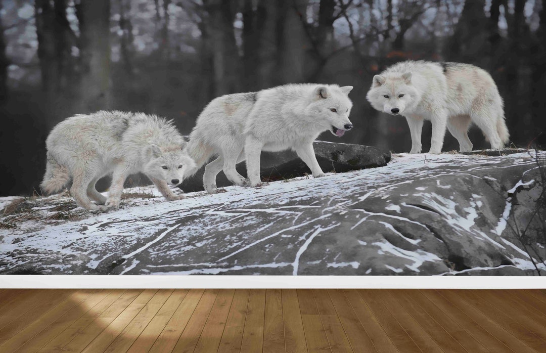 Three White Wolves Wallpaper, Animal Wall Decor - Etsy