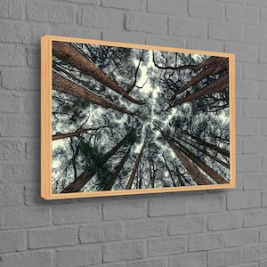 May include: A view looking up through the branches of a forest of tall trees with a blue sky above.