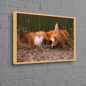 Schlafender Fuchs Leinwanddruck, Fuchs Leinwand, personalisiertes Baby Geschenk, niedlicher Fuchs Wandbehang, Tier Wandbehang, personalisierte Geschenkbox,