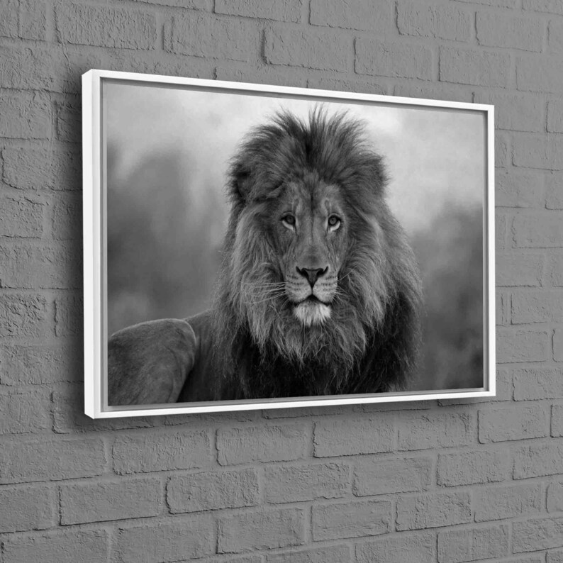 May include: A black and white photograph of a lion with a thick mane looking directly at the camera. The lion is in a natural setting with a blurred background.