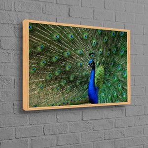 Peacock Decor, Feather Canvas Decor, Personalized Gift For Him, Animal Printed, Peacock Canvas Print, Trendy Wall Decor, Bridesmaid Gift,