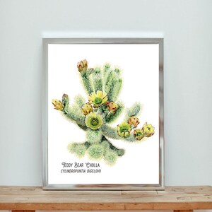 Arte da parete con stampa di cactus. Stampa ad acquerello originale dell'orsacchiotto Cholla. Arizona - Nevada - Cactus della California Art.