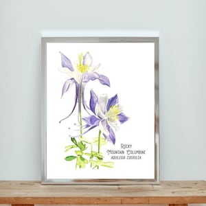 Columbine Flower Wall Art. Native Wildflower Botanical Print. Colorado, New Mexico, Arizona, Utah, Nevada, Idaho, Montana Wildflower Art.