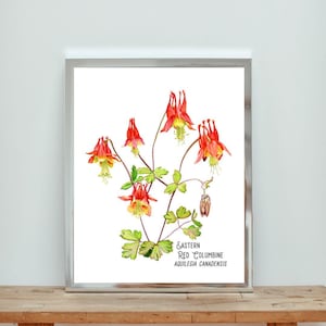 Impressão em aquarela de flores silvestres nativas de Columbine. Impressão botânica de columbine vermelha oriental. Arte de parede de flores silvestres orientais.