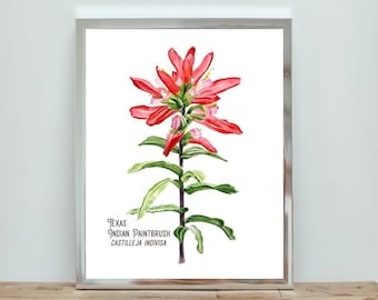 Texas Indian Paintbrush Watercolor Print: Native Wildflower Wall Art