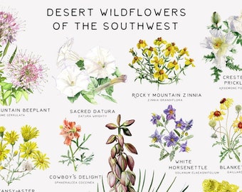 Desert Wildflower Botanical Chart: Southwest Watercolor Art Print (24x36 inch)