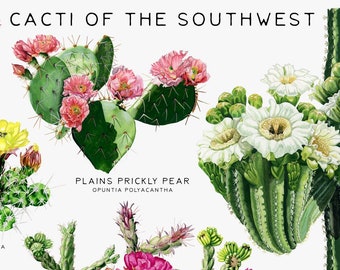 Cacti of the Southwest Watercolor Art Print: Botanical Chart