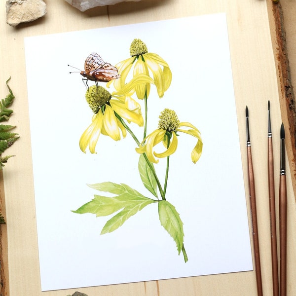 Coneflower Native Wildflower Print. Cutleaf Coneflower. Yellow Watercolor Botanical Print. Nature - Woods - Southwestern Wall Art.