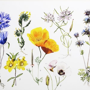 Californische inheemse wilde bloemensoorten vintage stijl botanische grafiek. California Poppy, Chia Sage, Kroontjeskruid Kunstwerk van Flower Girl Painting.