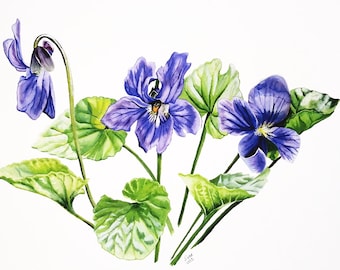 May include: Watercolor painting of purple violets with green leaves on a white background.