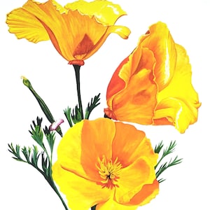 California Poppy Print. Watercolor Realism. Botanical Wall Art. Native Wildflower. California State Flower.