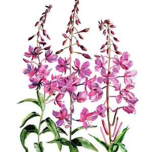 Fireweed Wildflower Original Watercolor Painting Print. Pink and Green Decor. Alaska Native Species Artwork by Flower Girl Painting.