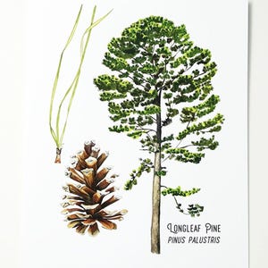 Stampa ad acquerello di pino palustre. Arte murale del sud-est, Texas, Louisiana, Mississippi, Alabama, Florida, Georgia, Carolina. Albero botanico.