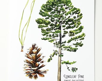 Può includere: Illustrazione ad acquerello di un pino a foglie lunghe con aghi verdi e una pigna marrone. Il testo "Longleaf Pine Pinus Palustris" è scritto sotto l'albero.