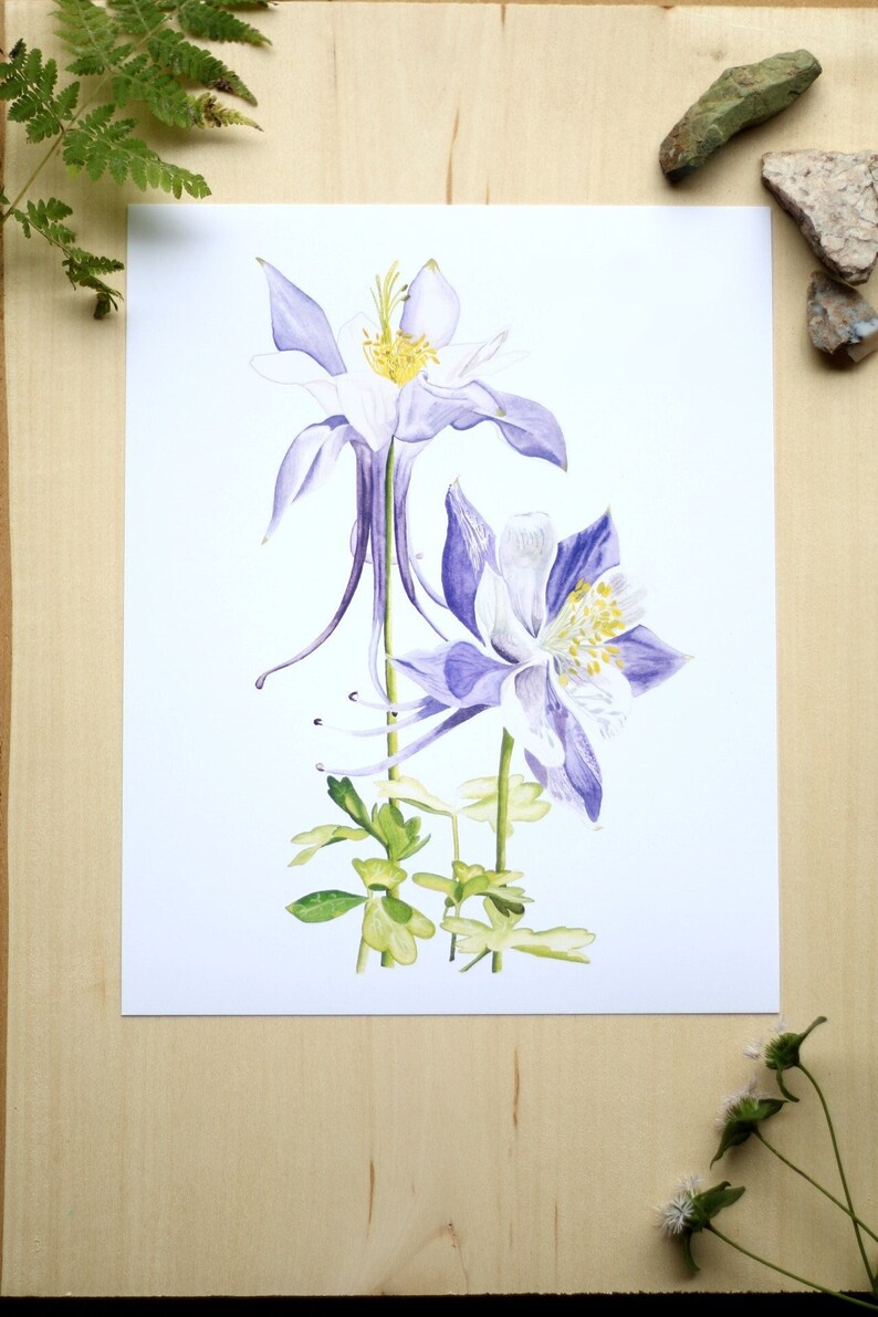 Columbine Flower Watercolor Art Print: Rocky Mountain Wildflower - Etsy