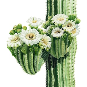 Arte murale di cactus Saguaro. Stampa acquerello di cactus Arizona - California. Arte murale di cactus carina. Arte di cactus.