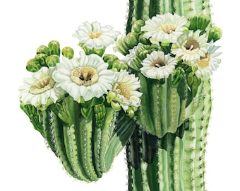 Impression aquarelle de cactus Saguaro : Art du désert de l'Arizona