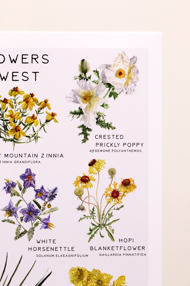 May include: A botanical illustration featuring ten different types of wildflowers native to the Western United States. The illustration includes the common and scientific names for each flower. The flowers are depicted in a realistic style with vibrant colors and intricate details.