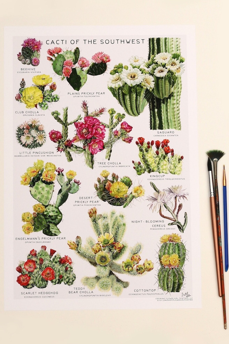 Cacti of the Southwest Watercolor Art Print: Botanical Chart - Etsy