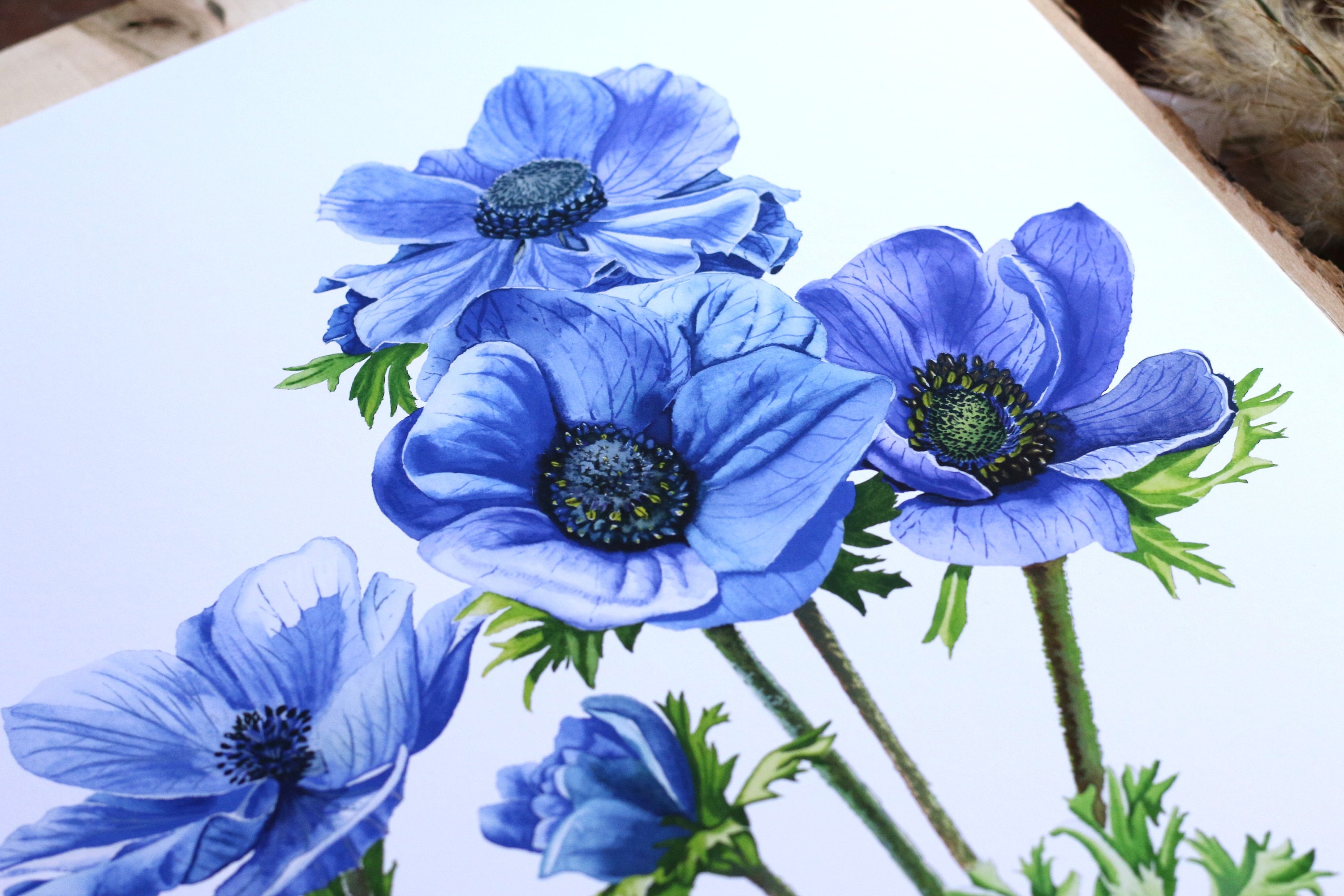 Blue Anemone Flower Watercolor Print: Floral Fine Art - Etsy