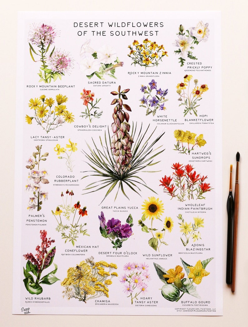 May include: A colorful illustration of desert wildflowers from the Southwest. The illustration features 16 different flowers, including the Rocky Mountain Bee Plant, Sacred Datura, White Horsenettle, Hopi Blanketflower, Colorado Rubberplant, Palmer's Penstemon, Great Plains Yucca, Wholeleaf Indian Paintbrush, Mexican Hat Coneflower, Desert Four O'Clock, Wild Sunflower, Adonis Blazingstar, Wild Rhubarb, Chamisa, Hoary Tansy Aster, and Buffalo Gourd.