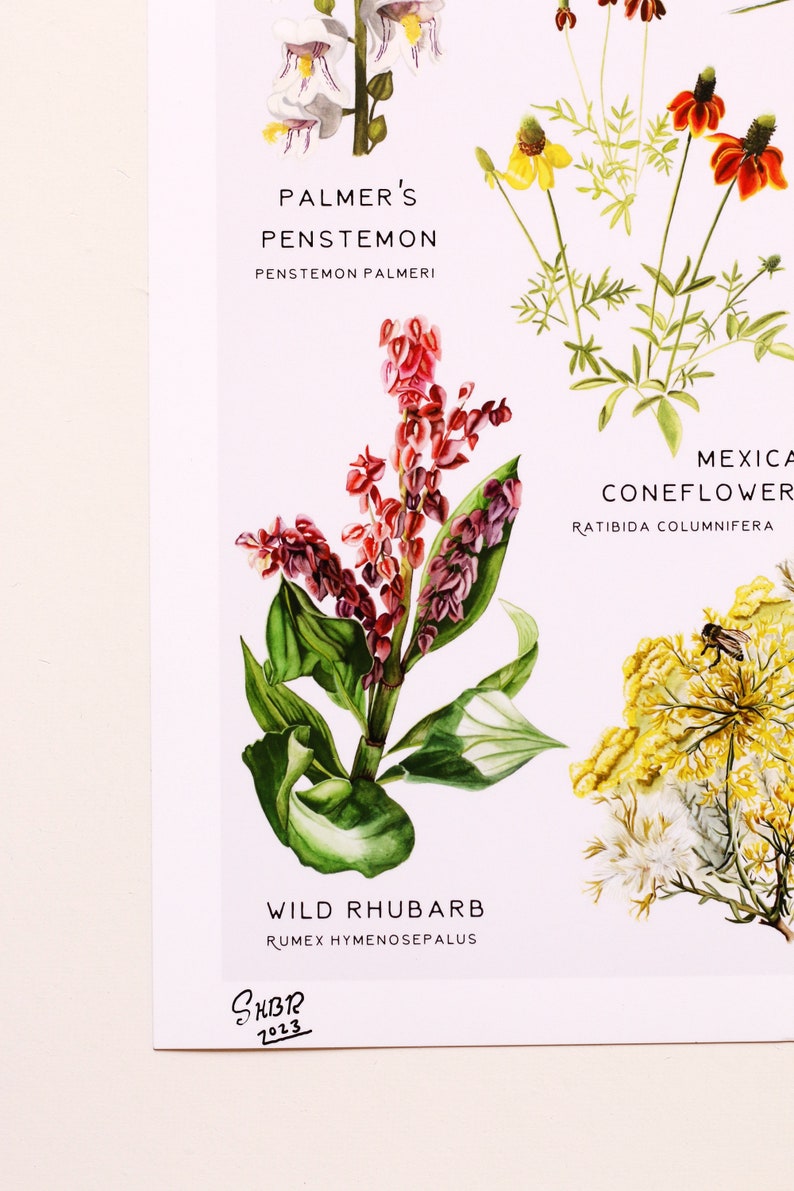 May include: A botanical illustration featuring three different types of flowers. The top flower is Palmer's Penstemon, a white flower with purple markings. The middle flower is Wild Rhubarb, a pink flower with green leaves. The bottom flower is Mexican Coneflower, a yellow flower with a brown center.