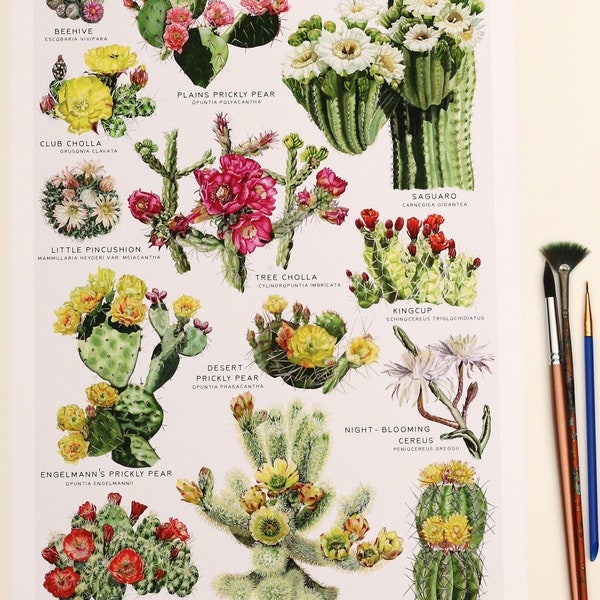 Cactus Poster | Cactus Print | Cacti Species Wall Art | Cacti Botanical Chart | Cacti of the Southwest by Flower Girl Painting