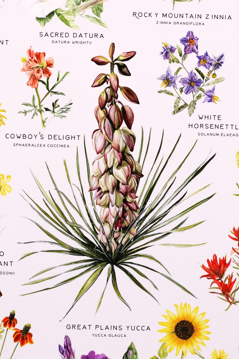 May include: A botanical illustration featuring ten different plants native to the American Southwest. The plants are depicted in watercolor and include the names of each plant and their scientific names. The plants are arranged in a symmetrical pattern on a white background.