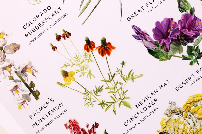 May include: A botanical illustration poster featuring various flowers and plants, including the Colorado Rubberplant, Palmer's Penstemon, Mexican Hat Coneflower, and Great Plains Yucca. The poster has a white background with black text.