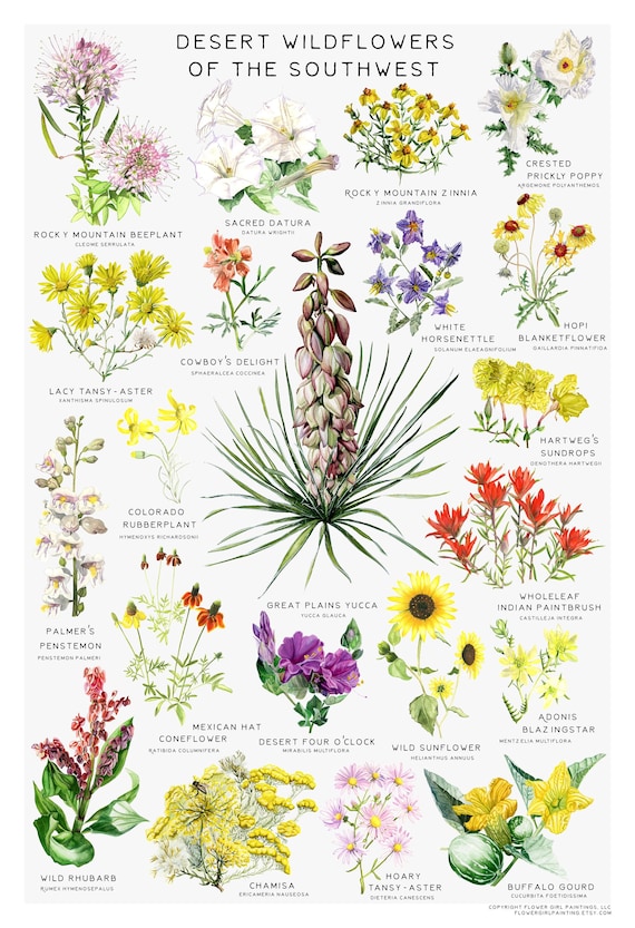 Desert Wildflower Art Print: Southwest Botanical Chart (13x19 inch)
