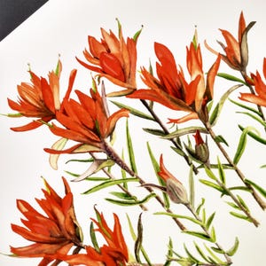 Indian Paintbrush Native Wildflower Botanical Print. Watercolor Southwestern Wall Art. Arizona - New Mexico - Texas - Colorado Wildflower.