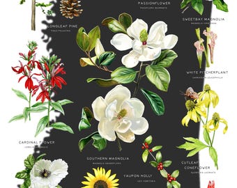 Mississippi Native Flora Art Print: Wildflower Botanical Chart (13x19 inch)