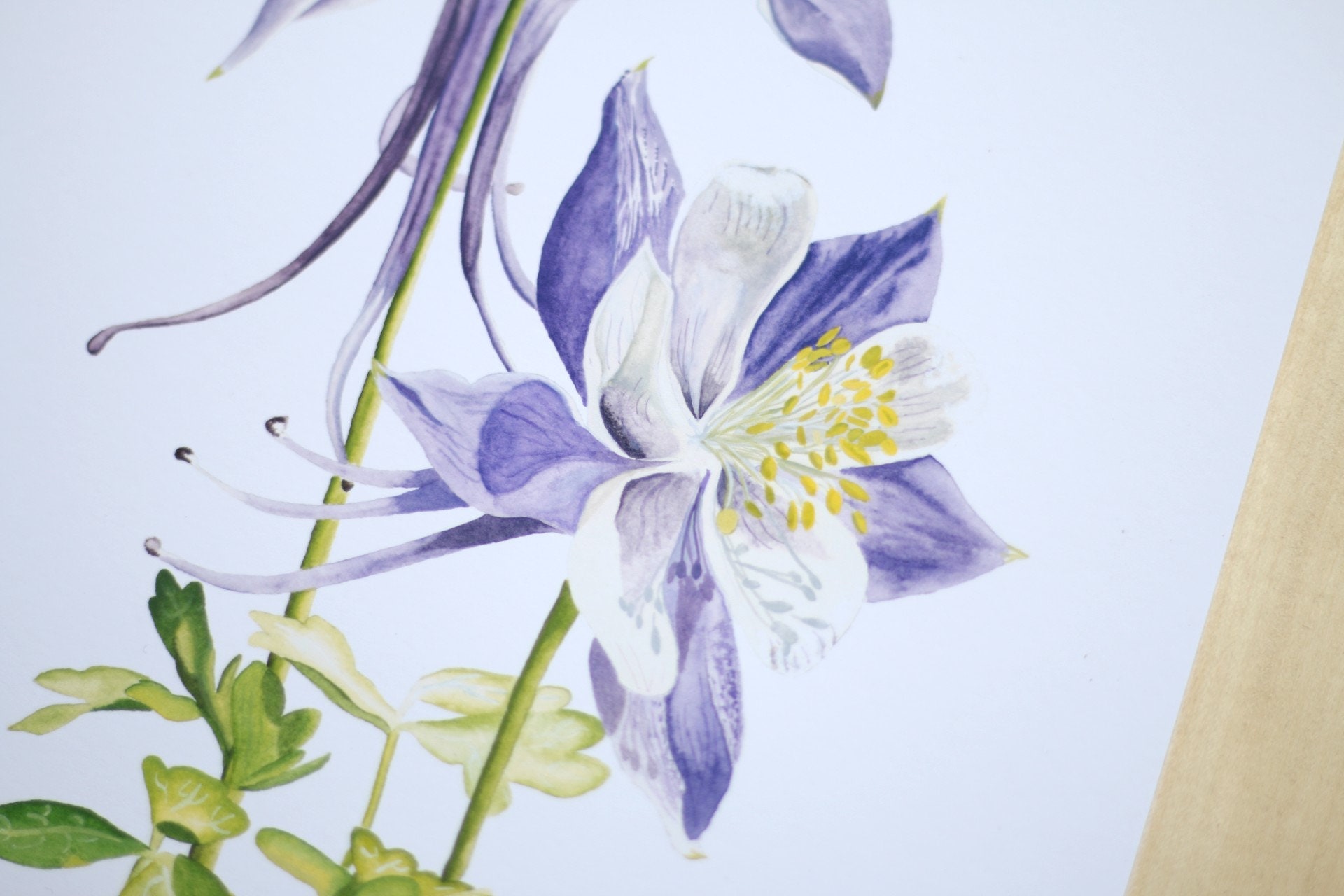 Columbine Flower Watercolor Art Print: Rocky Mountain Wildflower - Etsy