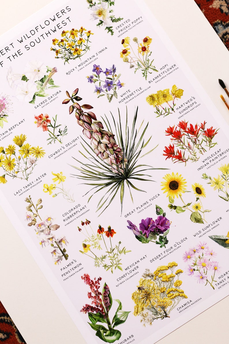 May include: A colorful illustrated poster featuring 16 different wildflowers native to the Southwest. Each flower is labeled with its common name and scientific name. The poster is a great way to learn about the diverse flora of the region.