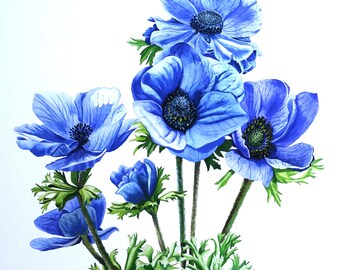 絵画 anemone Anemone Watercolor Print. Blue Anemone Flower Painting. Blue
