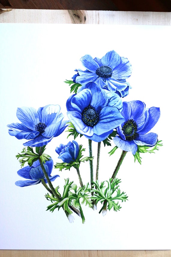 絵画 anemone Blue Anemone Flower Watercolor Print: Floral Fine Art - Etsy