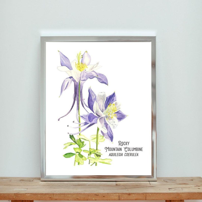 Columbine Flower Watercolor Art Print: Rocky Mountain Wildflower - Etsy