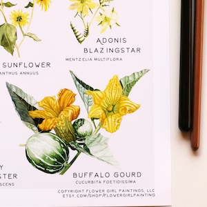 May include: A watercolor illustration of a Buffalo Gourd flower with green and white striped gourds. The illustration is labeled "Buffalo Gourd Cucurbita foetidissima" and includes the copyright information "Copyright Flower Girl Paintings, LLC Etsy.com/shop/Flowergirlpainting".