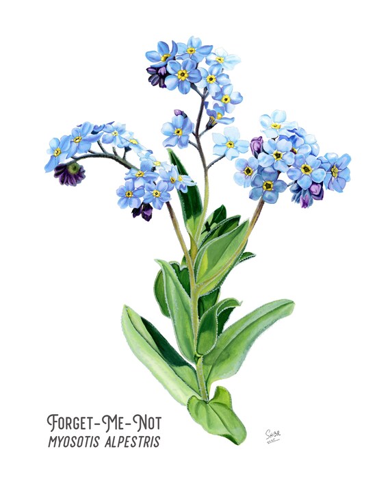 忘れな草の水彩画：アラスカ州の花のアート - Etsy 日本