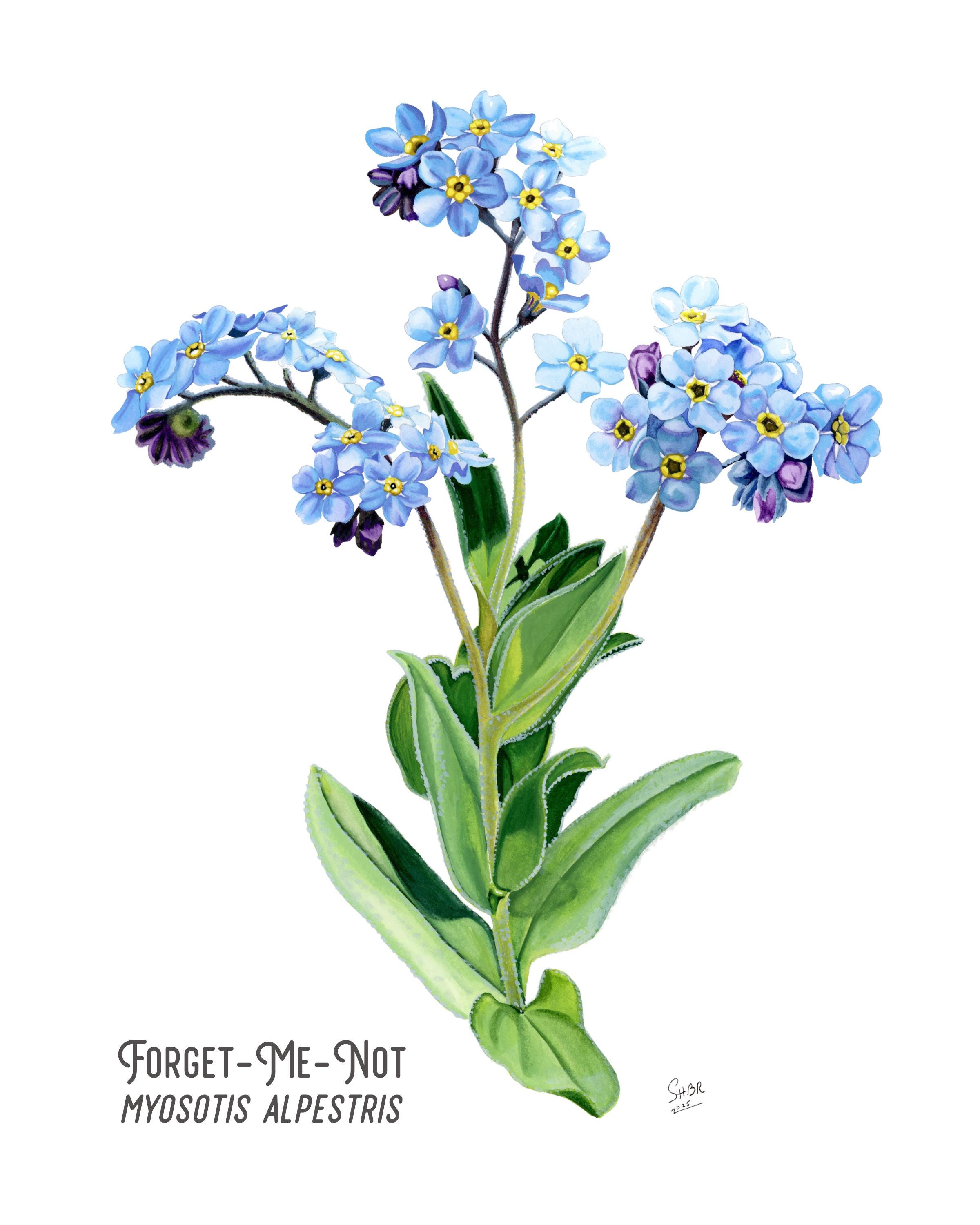 水色 草花柄 121A4274.jpg?v=1761271595