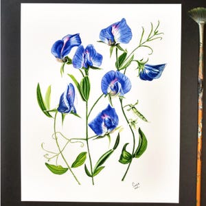 Sweet Pea Watercolor Print: Blue Floral Painting, April Birth Flower