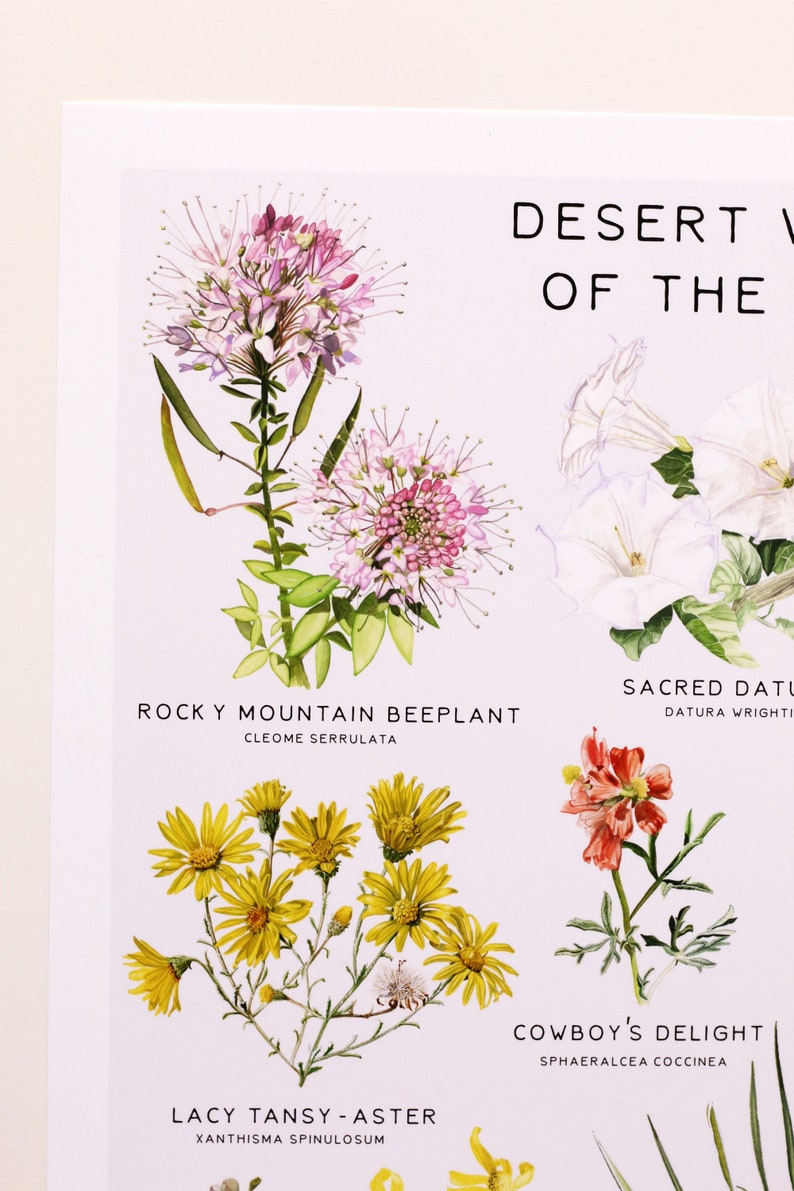 May include: A botanical illustration print featuring five desert wildflowers. The print includes the common and scientific names for each flower: Rocky Mountain Beeplant (Cleome serrulata), Sacred Datura (Datura wrightii), Lacy Tansy-Aster (Xanthisma spinulosum), Cowboy's Delight (Sphaeralcea coccinea), and a fifth flower with no name.