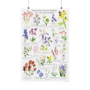 Cartaz de flores silvestres da montanha do sudoeste | 24 x 36 polegadas | Arte de parede | Gráfico botânico de flores silvestres por Flower Girl Painting