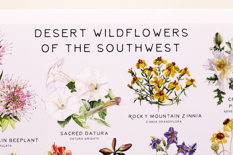 May include: A poster featuring illustrations of desert wildflowers from the Southwest. The poster includes the names of the flowers, such as "Sacred Datura" and "Rocky Mountain Zinnia".