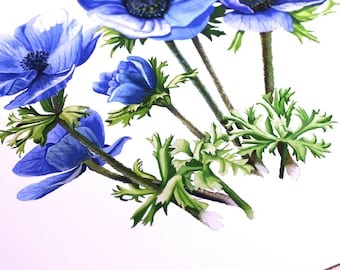 青いアネモネの花の水彩画：花のファインアート - Etsy 日本