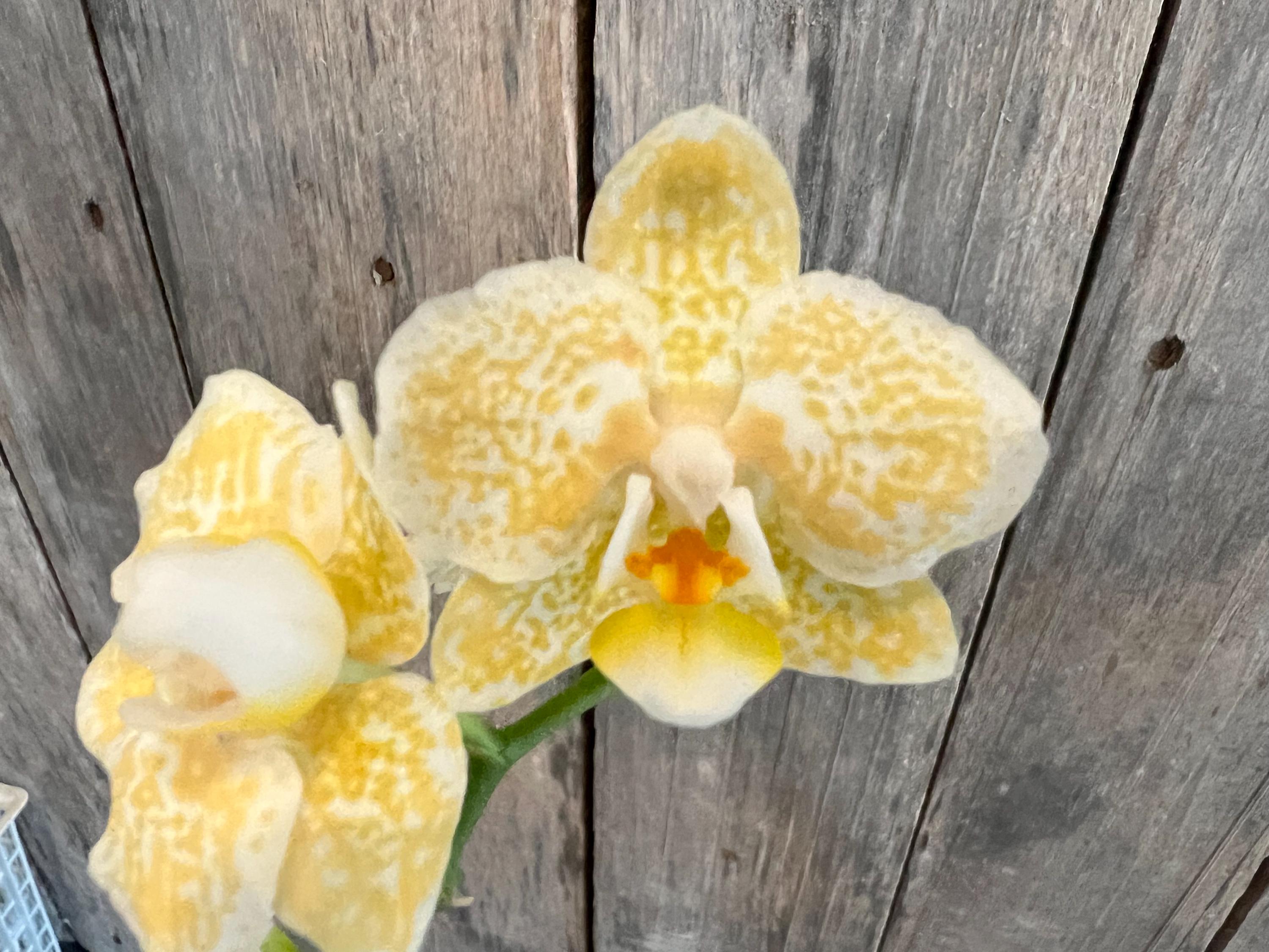 Phal. Yaphon Golden Leopard 'AN6609', Blooming Size, FREE SHIPPING